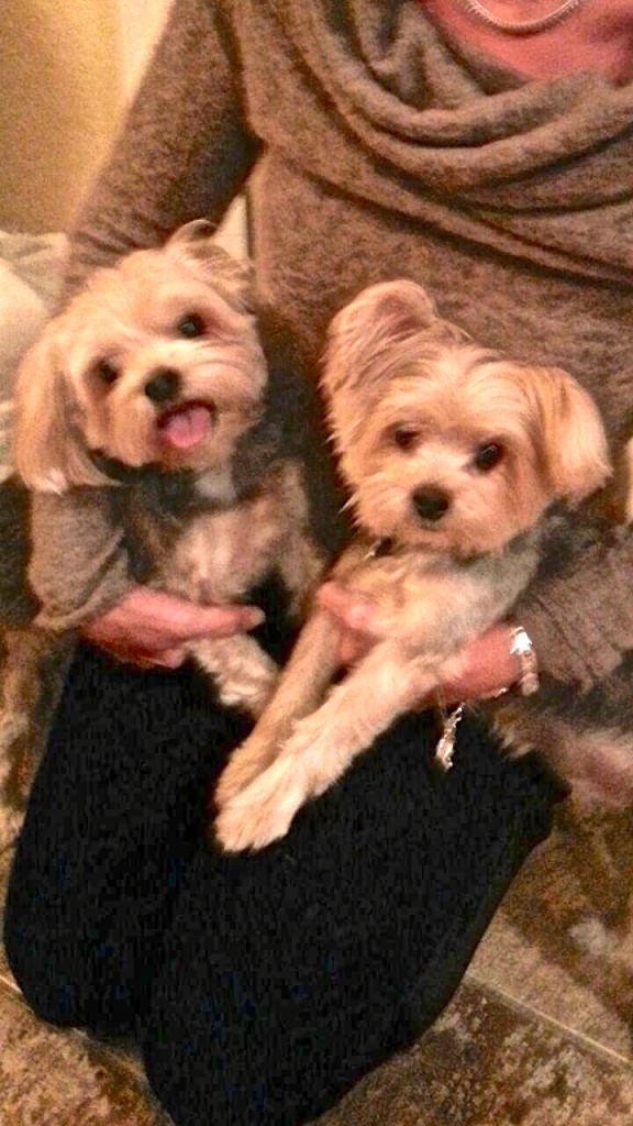 adopt yorkies THE COUPLAND TIMES