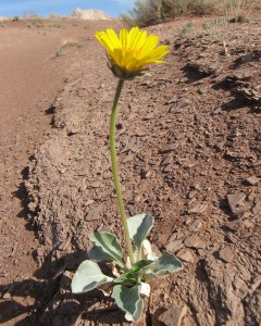 Desert_Flower_by_Paleos