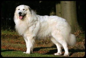 This is not Flo but this is what a Great Pyrenees looks like.